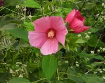 <ul><li><p>weakly branched stems</p></li></ul><p></p>