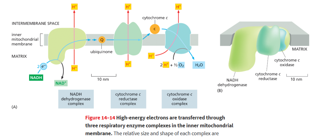 <p><strong>NADH dehydrogenase complex;</strong> it accepts electrons from NADH and converts a hydride ion (H–) into a proton (H+) and two high-energy electrons (2e–).</p>