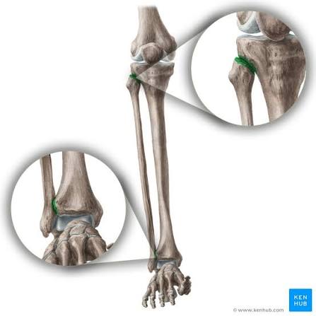 <p><strong>Typ</strong></p><p>Syndesmosled, oäkta led</p><p></p><p><strong>Rörelse</strong></p><p>liten glidning anteriort-posteriort av fibula på tibia</p><p></p><p><strong>Ligament</strong></p><p>Tibiofibularis anterior</p><p>Tibiofibularis posterior</p>