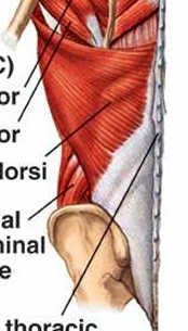 <p>m. latissimus dorsi, i</p>