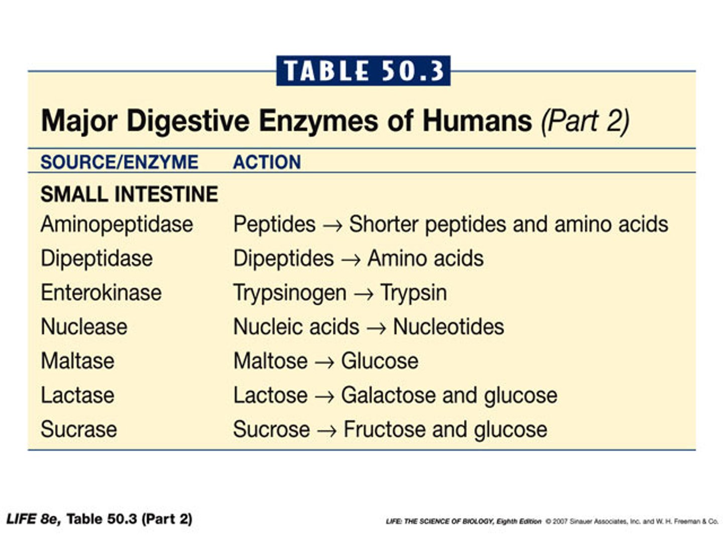 <p>They hydrolyze di- and tripeptides into free amino acids.</p>