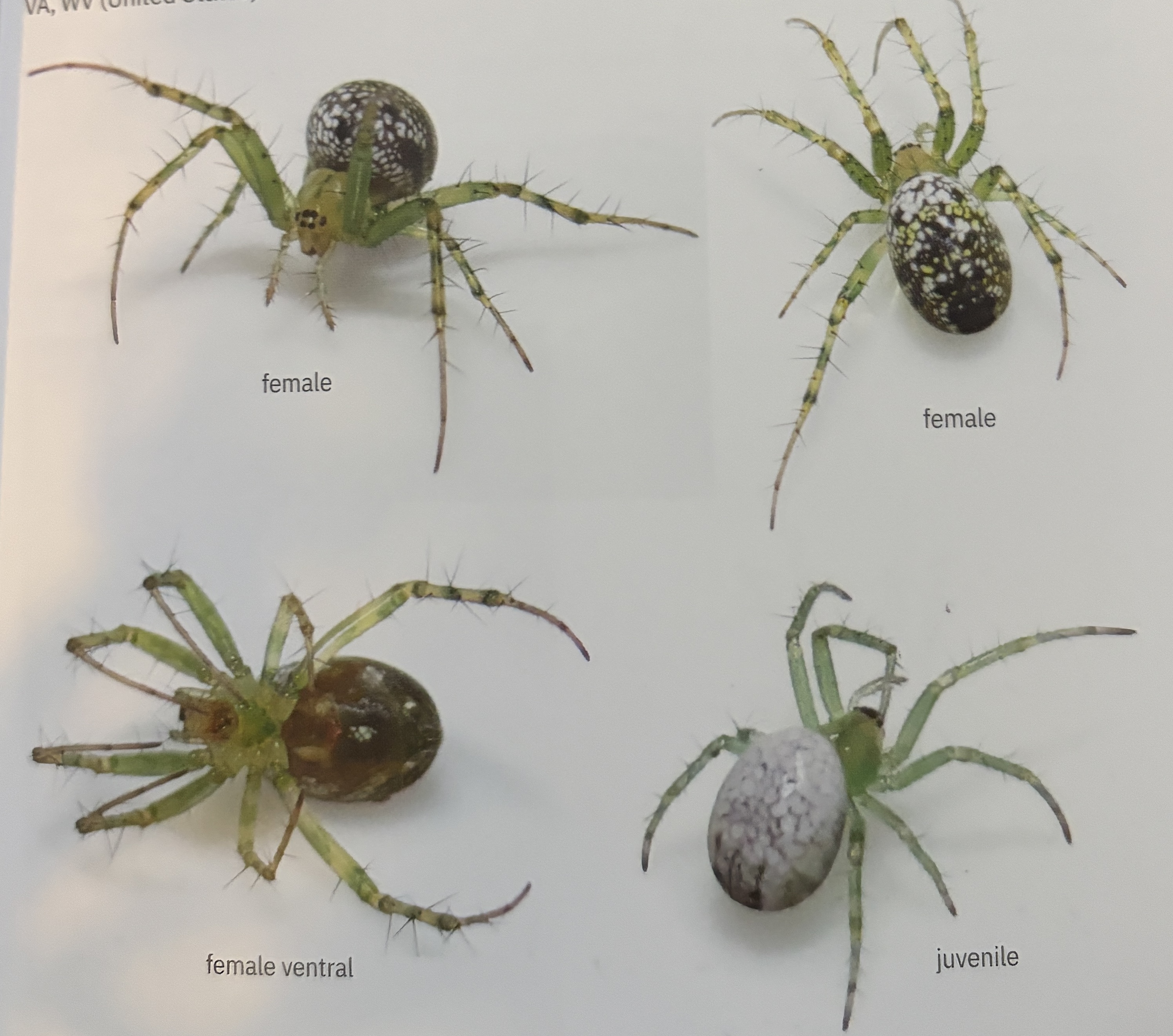 <p>Mangora maculata - “greenlegged orbweaver”</p><p>family: Araneidae</p>