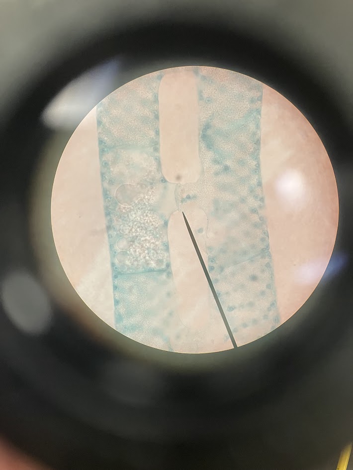 <ol><li><p>what is the phylum?</p></li><li><p>what process is being shown?</p></li></ol><p></p>