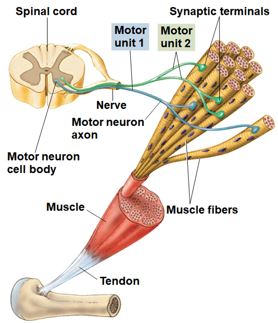 <p>Graded Contractions classified (2)</p>