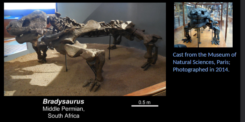 <ul><li><p>middle permian </p></li><li><p>South Africa </p></li></ul><p></p>