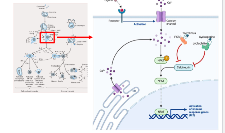 <p>calcineurin inhibitor that binds FKBP → inhibit calcineurin (phosphatase) → inhibit NFAT translocation to nucleus → inhibit IL-2 production</p><p></p><p>more potent than cyclosporin</p>