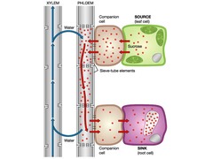 <p>Made up of living cells</p><p>Contains sieve tube cells, which are long and thin, and arranged as a column</p><p>Have perforated end walls called sieve plates</p><p>Have few organelles, no mitochondria and are hollow</p><p>Companion cells are adjacent to sieve tube elements, supporting the sieve tube cells by providing ATP for active transport</p>