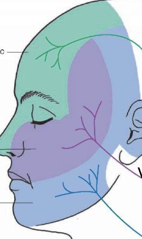 <p>which regions are innervated by which trigeminal branch</p>