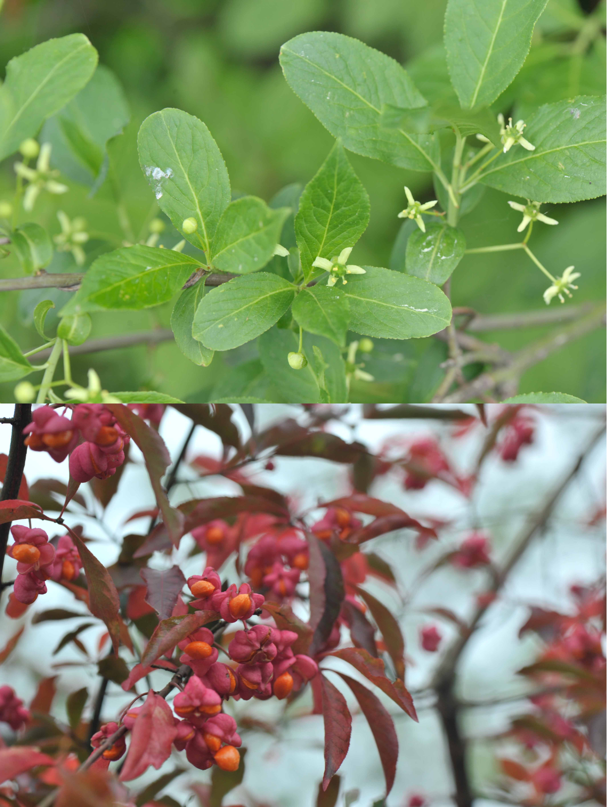 <p>Klasa <strong>RHAMNO-PRUNETEA</strong></p>