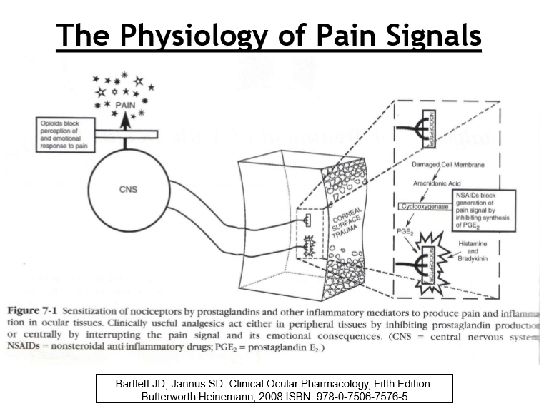 <p>Pain is only felt if the signal is fully received and processed in the cerebral cortex</p>