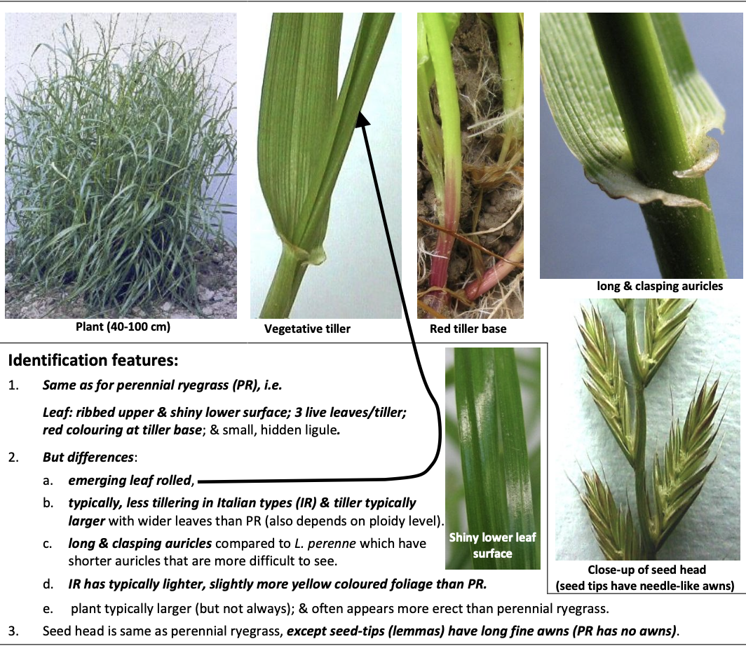 <p><strong>Plant family:</strong> Poaceae<br><strong>Life cycle:</strong> Annual to biennial<br><strong>Key persistence/spread:</strong> Seed<br><strong>Farming systems:</strong> Cropping rotations; winter and early spring feed</p><p><strong>How to identify</strong></p><p>Is larger, more erect, and more open than perennial ryegrass. Leaves are broader and paler green, and plants generally look less densely tillered.</p><p>The key vegetative feature is the emerging leaf being rolled, not folded. This must be checked at the growing point. The auricles are long, conspicuous, and clasp tightly around the stem, making them much easier to see than those of perennial ryegrass.</p><p>Leaf surfaces are ribbed above and shiny below (like perennial ryegrass), so auricles and leaf emergence are essential for correct ID.</p><p>Seed heads are similar in structure to perennial ryegrass but the lemmas have fine awns, which are absent in perennial ryegrass.</p><p>Often confused with perennial ryegrass and tall fescue. The rolled leaf and long auricles are decisive.</p>