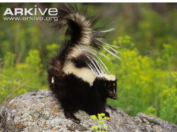 <p>striped skunk </p>
