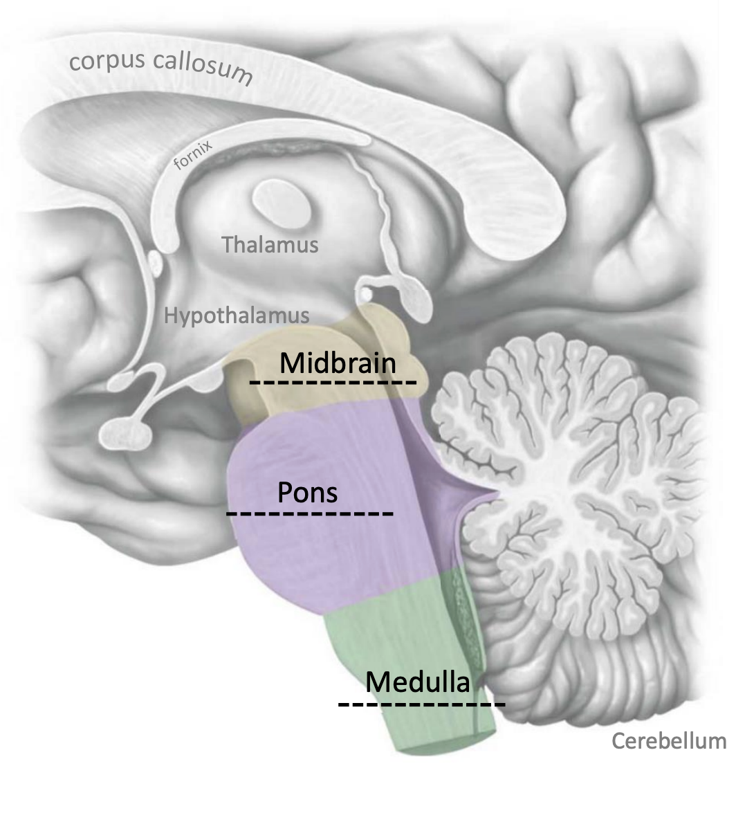 <p>Midbrain, Pons, Medulla [Image].</p>