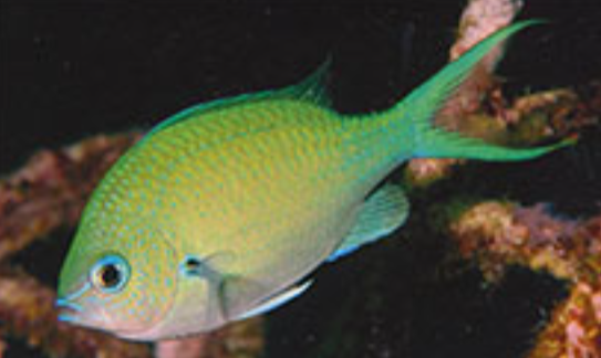 <p>Chromis atripectoralis</p>