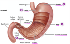 <p>cardia, fundus, body, pylorus</p>