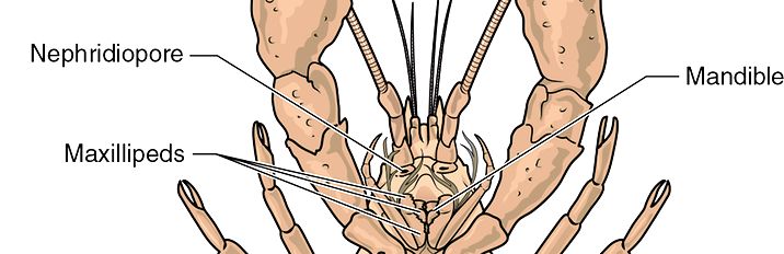 <p>Mandibles</p>