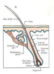<p>1. Produce Hair</p><p>innervation (supply nerves to) provide sensation</p>