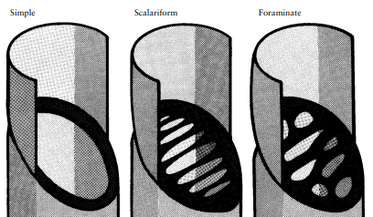 <ul><li><p>Are vessel element end walls (end-to-end connections). Holes in plates are called <em>perforations</em>.</p></li><li><p>Formed at end of cell maturation when enzymes such as cellulase dissolve portions of perforation plates.</p></li><li><p>Perforation shape used in identification.</p></li></ul><p></p>