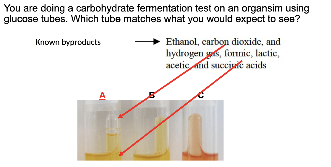 <p>A, gas fermentation and acid production</p>