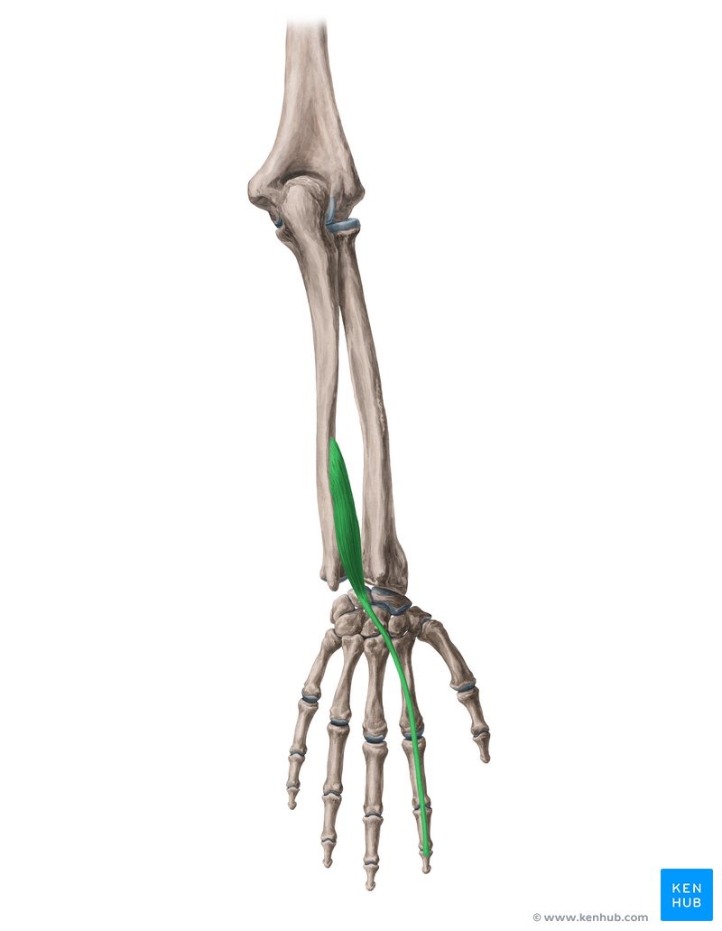 <p><span>a narrow, deep muscle in the posterior forearm that allows independent extension of the index finger</span></p>