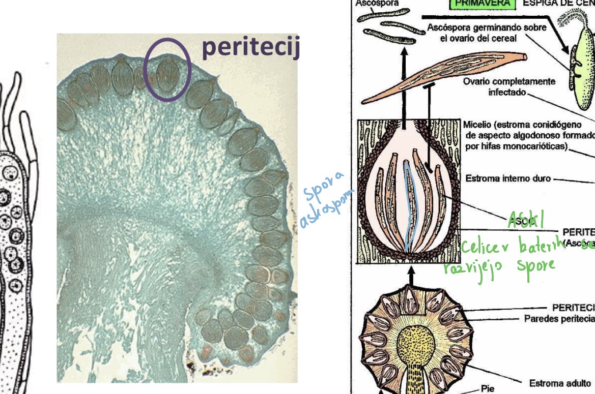 <p>Deblo ascomycota zaprtotrosnice</p><p>Razred ascomycetes</p><p>Red claviceptales</p><p>Predstavnik claviceps purpurea - škrlatnordeča glavnica</p>