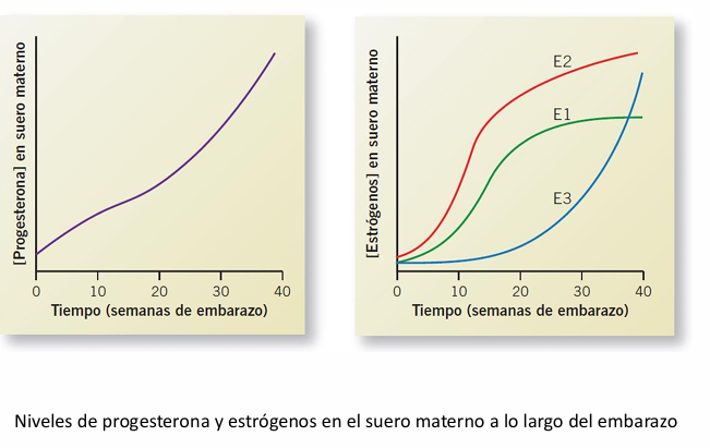 <p>Aumentan durante todo el embarazo</p><p>Funciones:</p><ul><li><p>Crecimiento del miometrio</p></li><li><p>Desarrollo alveolar mamario</p></li><li><p>Inhiben FSH/LH → no hay ovulación durante el embarazo</p></li></ul><p></p>
