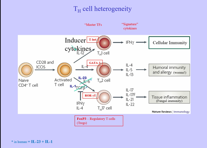 <p></p><p>TH Cells</p>
