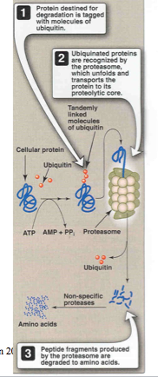 <p>A form of post-translational modification where ubiquitin is attached to a target protein for proteolysis.</p>