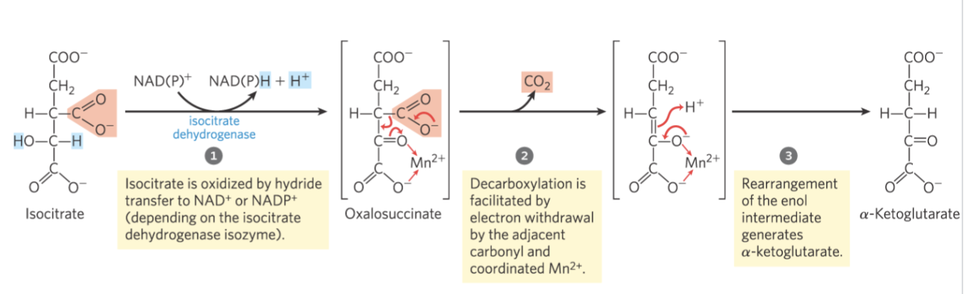 <p>Step 3: Oxidative Decarboxylation – Oxidation of Isocitrate to</p><p>α-Ketoglutarate and CO</p>