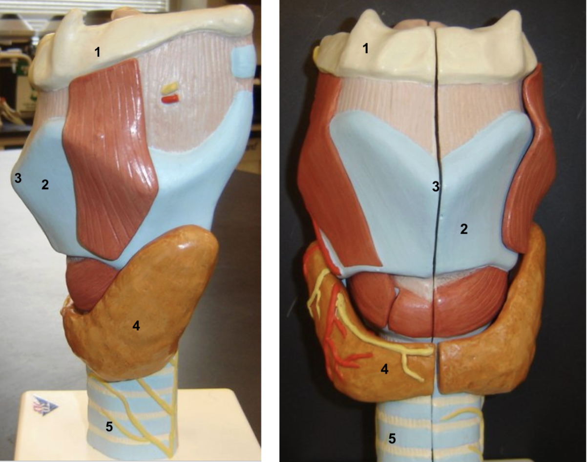 <ol><li><p>Hyoid bone</p></li><li><p>Thyroid cartilage (2).</p></li><li><p>Laryngeal prominence</p></li><li><p>Thyroid gland (covering the cricoid cartilage)</p></li><li><p>Trachea</p></li></ol><p></p>