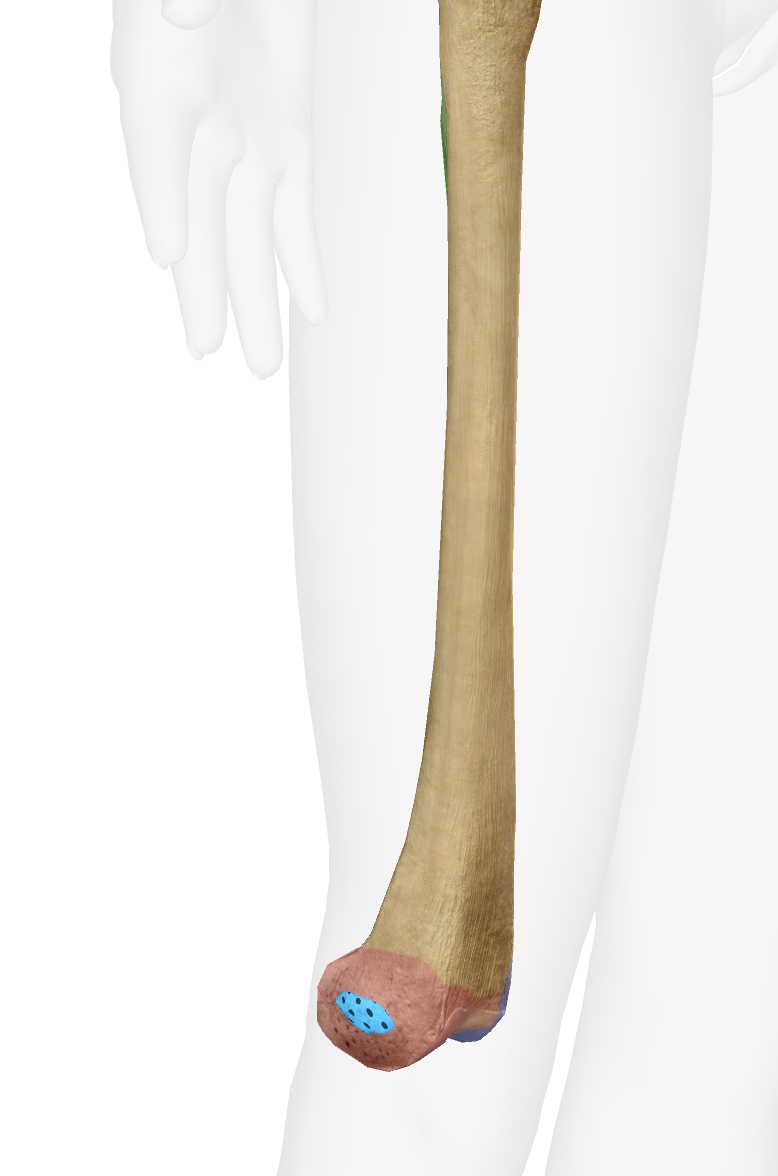 <p>What is this part of the femur </p>
