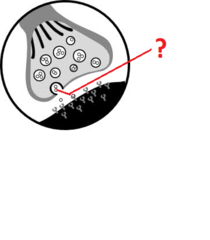<p>a chemical messenger that travels across the synapse from one neuron to the next and influences whether a neuron will generate an action potential</p>