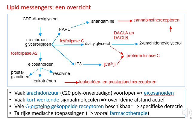 <p><span>Enkel ter illustratie</span></p><p style="text-align: left;"><span>Anandamide niet anandamine</span></p><p style="text-align: left;"></p><p style="text-align: left;"><span>------</span></p><p style="text-align: left;"><span>Overzicht van de messengers die gemaakt kunnen worden uitgaande van de membraanlipiden.</span></p><p style="text-align: left;"><span>Fopsfolipase C zal bepaalde membraanlipiden plitsen in diacylglycerol en IP3 en zo via Ca2+ fluxen de activiteit van proteïnekinase C beïnvloeden.</span></p><p style="text-align: left;"><span>Fosfolipase A2 zal arachidonzuur bevrijden uit membraanglycerolipiden en uitgaande van het arachidonzuur de eicosanoiden laten aanmaken zoals de prostaglandines en</span></p><p style="text-align: left;"><span>Leukotriënen die op hun beurt zullen binden aan receptoren op naburige cellen (want het zijn heel kortdurige signaalmoleculen die door cellen worden uitgestuur om de omgeving te gaan beïnvloeden).</span></p><p style="text-align: left;"></p><p style="text-align: left;"><span>We kennen deze leukotriënen en prostaglandines uit het verhaal van acetyl-salicylzuur (aspirine).</span></p>