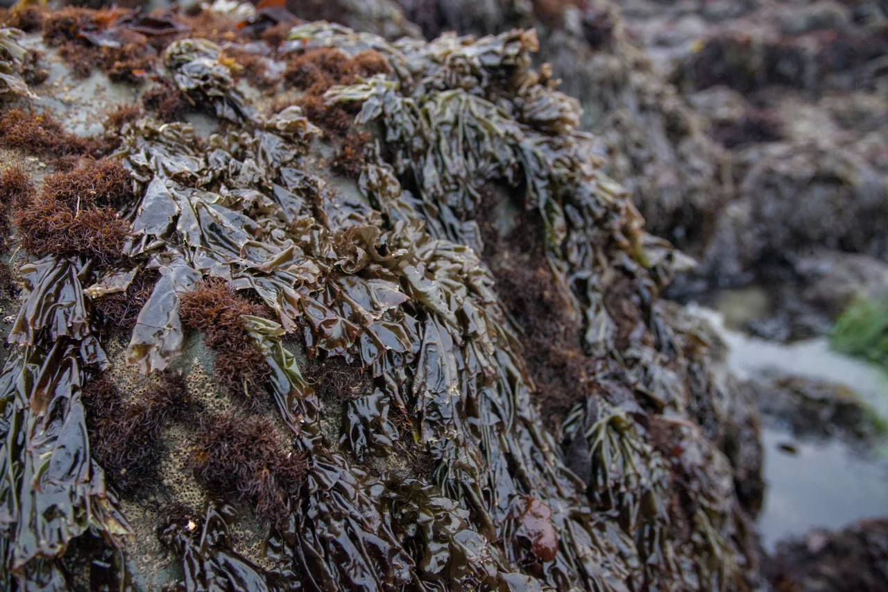 <p>Laver Seaweed </p>
