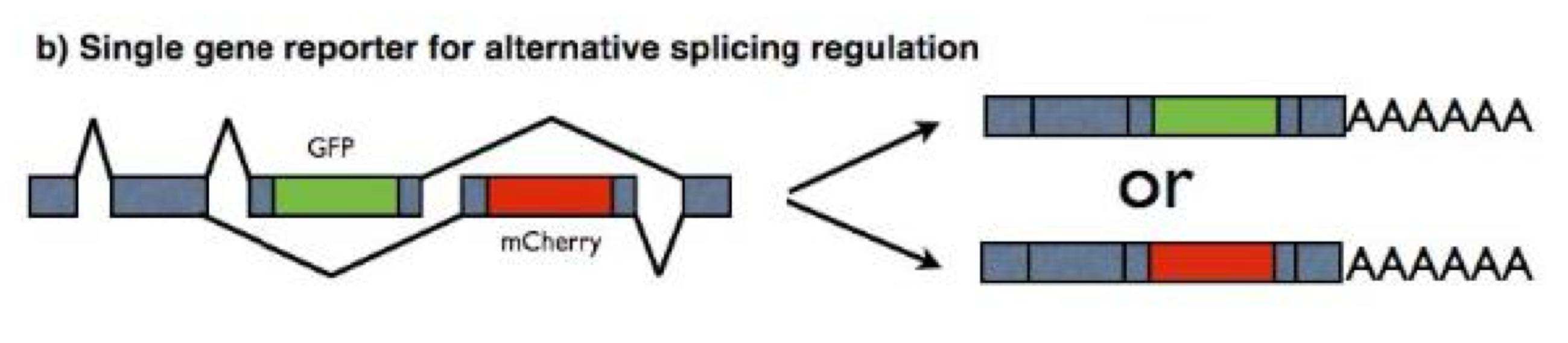 <ul><li><p>tissue and temporal specificity of alternate isoforms can be investigated by generating reporter constructs expressing distinct fluorescent markers dependent on the expressed isoform</p></li><li><p>this allows for studying alternate splicing in living cells</p><ul><li><p>the color you get in the final protein depends on what exons are kept</p></li></ul></li></ul><p></p>