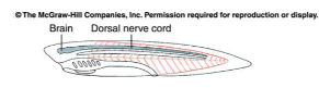 <p>•Single, dorsal, parallel to the digestive</p><p>tract and notochord.</p><p>•The anterior end forms the brain in</p><p>vertebrates, connected to the spinal cord.</p>