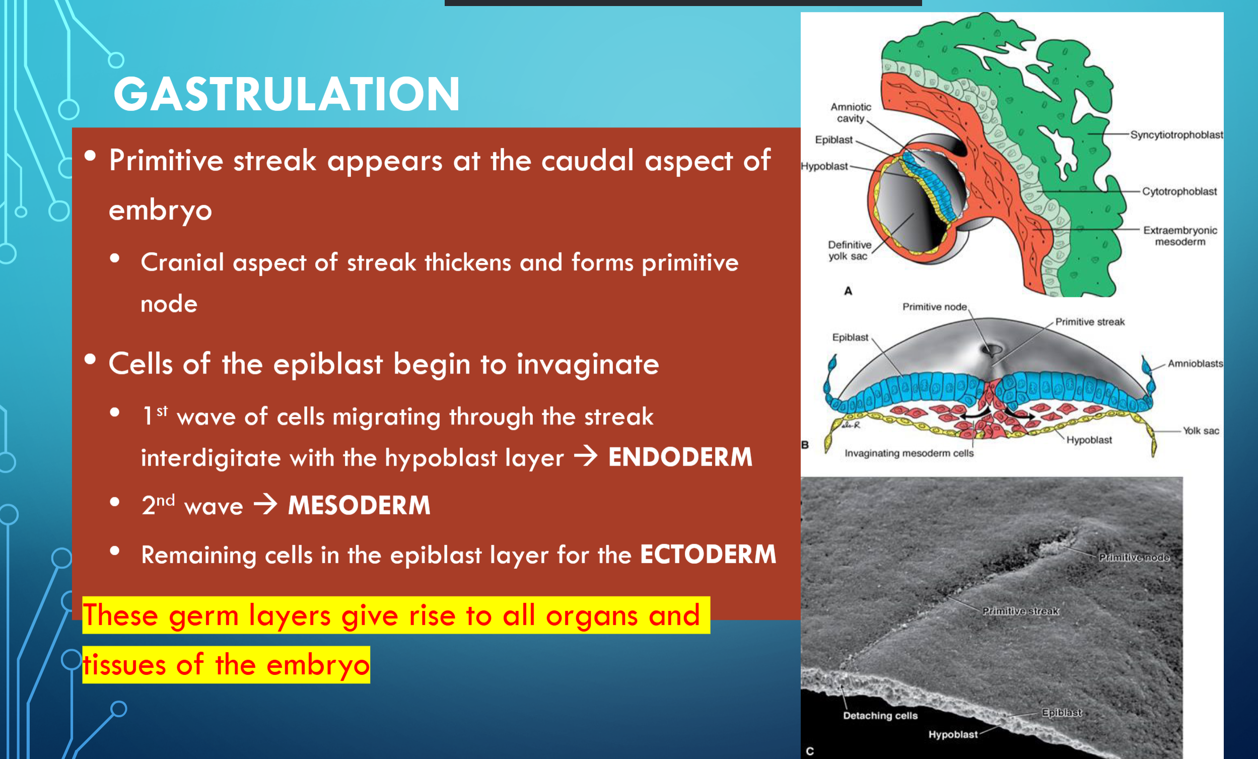 <p>Primitive streak appears at the caudal aspect of</p><p>embryo</p><p>• Cranial aspect of streak thickens and forms primitive</p><p>node</p><p>• Cells of the epiblast begin to invaginate</p><p>• 1st wave of cells migrating through the streak</p><p>interdigitate with the hypoblast layer ENDODERM</p><p>• 2nd wave MESODERM</p><p>• Remaining cells in the epiblast layer for the ECTODERM</p><p>These germ layers give rise to all organs and</p><p>tissues of the embryo</p>