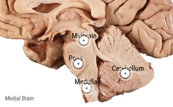 <ul><li><p>mesencephalon</p></li><li><p>bridge lower brainstem &amp; upper diencephalon</p></li><li><p>f(x)</p><ul><li><p>eye movement</p></li><li><p>visual and auditory reflexes</p></li></ul></li></ul><p></p>