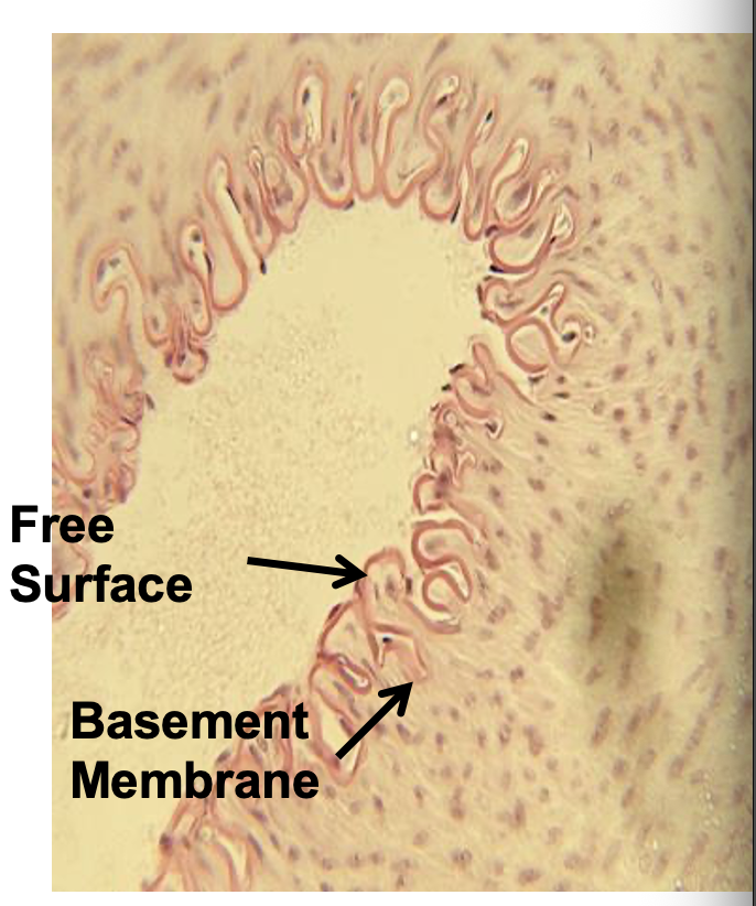 <p>single cell layers: e.x. capillaries, endothelium, alveoli, for diffusion and filtration</p>