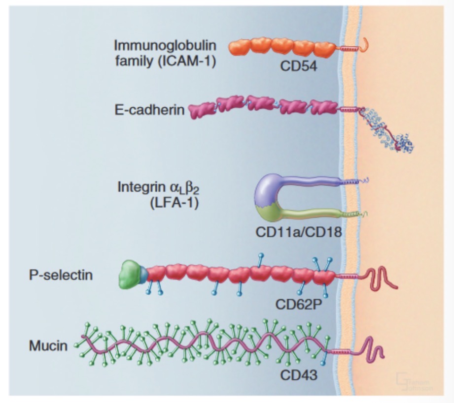 <ul><li><p>selektinai</p></li><li><p>Mucinai</p></li><li><p>Integrinai</p></li><li><p>Imunoglobulinu seima</p></li><li><p>Kadherinai</p></li></ul><p></p>