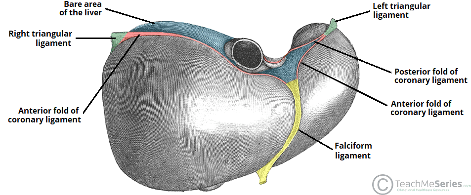 <p>Falciform ligament separeates</p>