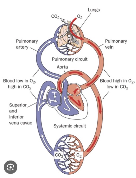 <p><span><span>Distinguish between pulmonary, coronary and systemic circulation</span></span></p>