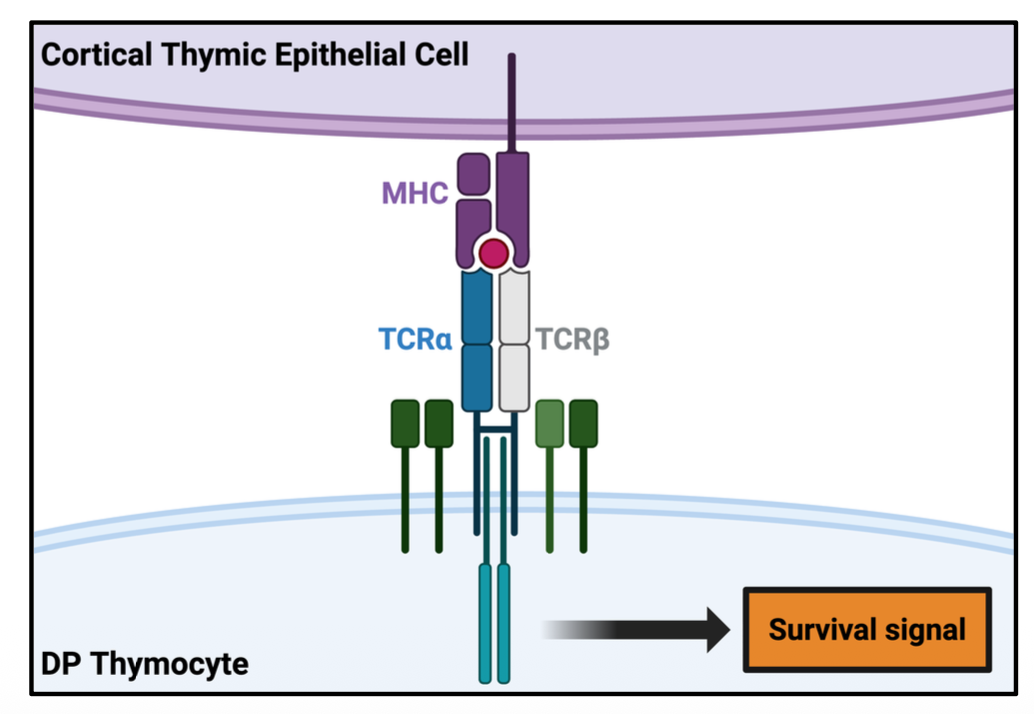 <p>weakly interact with self peptide/MHC </p><ul><li><p>lead to survival signal </p></li></ul><p></p>
