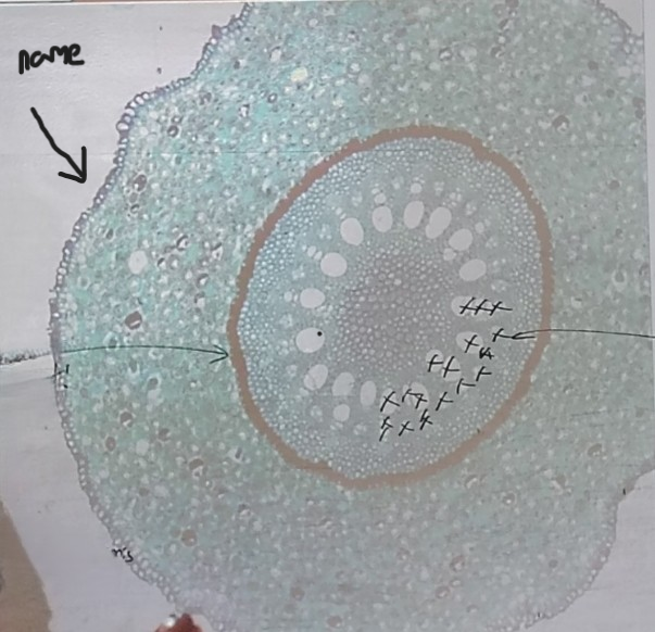 <ol><li><p>Name what the arrow is pointing at </p></li></ol><p></p>