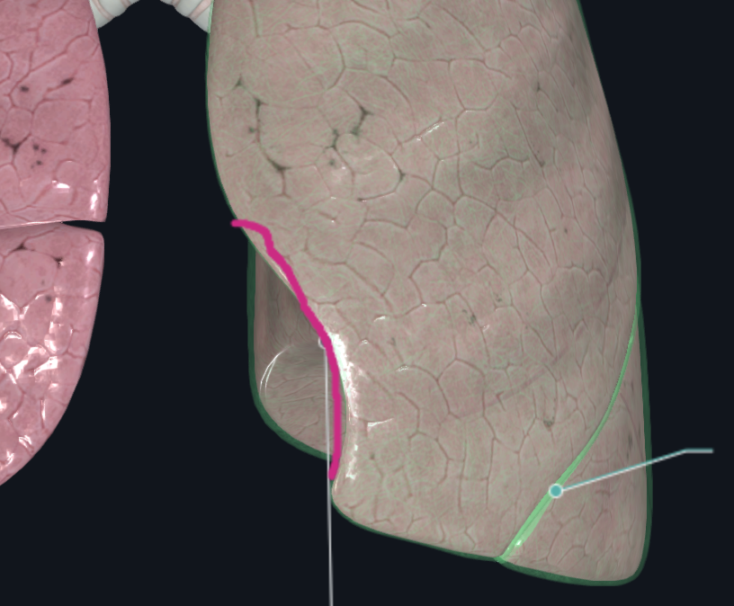 <p>line (green) </p>