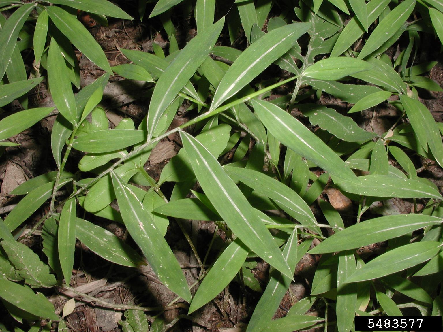 <p><em>Microstegium vimineum</em></p><p>Non-native. Leaves are lance shaped with silver stripe in center. Very Low wildlife value.</p>