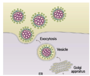 <p>→ Dit is een fundamenteel verschil in waar de vetlaag (lipiden) vandaan komt:</p><ul><li><p><strong>Influenza:</strong> Knoopt naar buiten via het buitenste celmembraan en steelt vetten uit de <em>lipid rafts</em>. De vetwand bestaat daarom vooral uit <em>phosphatidylethanolamine (PE)</em>.</p></li><li><p><strong>Coronavirus:</strong> Knoopt al diep in de cel naar buiten, in het <strong>ER/Golgi-netwerk (ERGIC)</strong>. Het virus wordt verpakt in een menselijk transportblaasje (<strong>Vesicle</strong>) en verlaat de cel via <strong>exocytose</strong>. De vetwand van corona bevat hierdoor typische ER/Golgi-vetten: veel <em>sphingomyeline (SM), phosphatidylinositol (PI)</em> en <em>phosphatidylserine (PS)</em>.</p></li></ul><p></p>