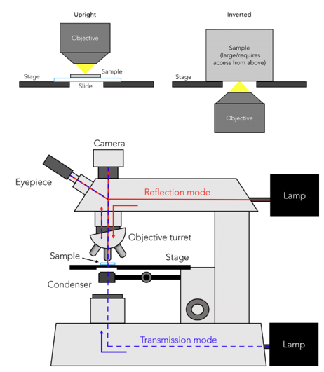 <p><strong>transmittance mode:</strong></p><ul><li><p>light passes from → lamp <strong>bellow the sample → </strong>condenser → through sample → into objective lens</p></li><li><p>contrast derived from absorption of light and a bit from scattering → absorption described using <strong>beer lambert’s law</strong></p></li></ul><p></p><p><strong>reflectance mode:</strong></p><ul><li><p>light source is located above the sample → light reflects on the surface of the sample → returns to the observer’s objective lens </p></li><li><p>used for <strong>opaque samples </strong>that does not let light through </p></li></ul><p></p>