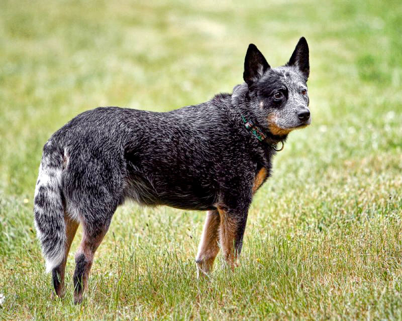 <p>Australian Cattle Dog</p>