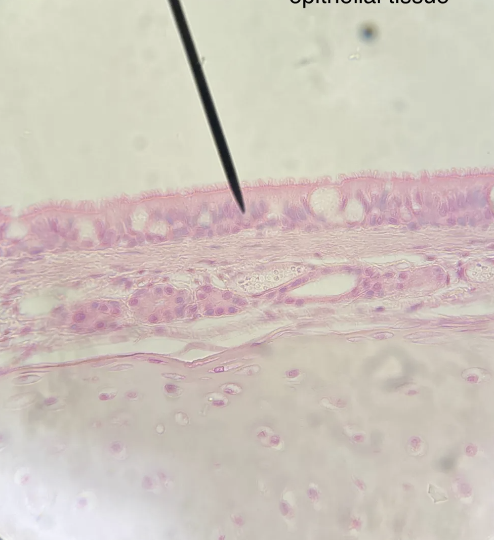 <p>identify indicated organ &amp; tissue type</p>